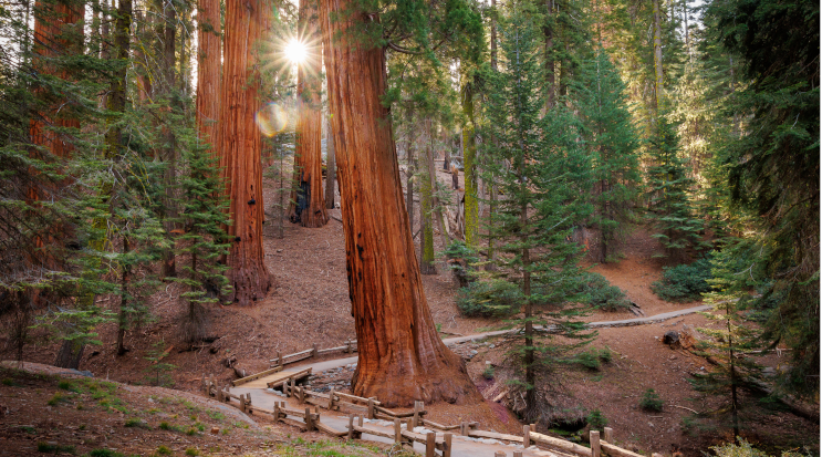 Sequoia National Monument, California