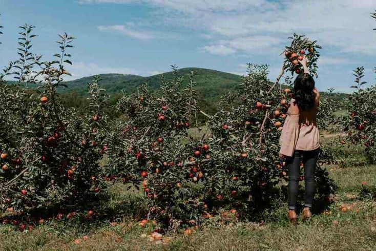 Apple Picking in Upstate New York