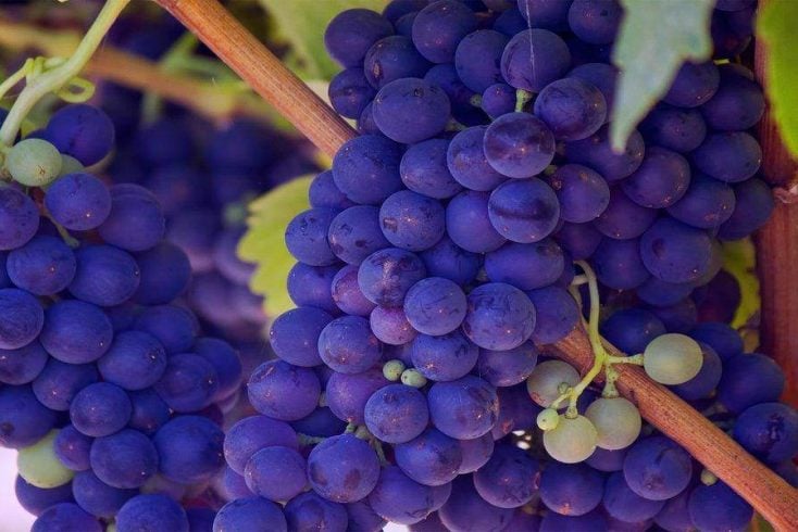 grapes on show during top napa tours for wine tasting