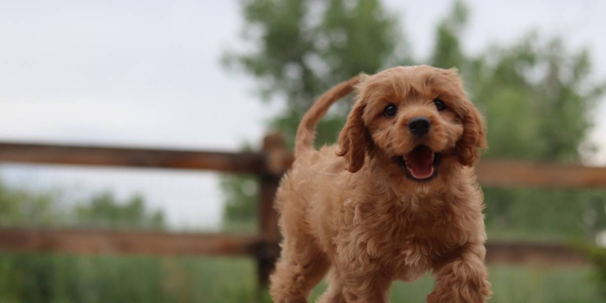 Outside pet-friendly cabins California, a happy dog roams outside