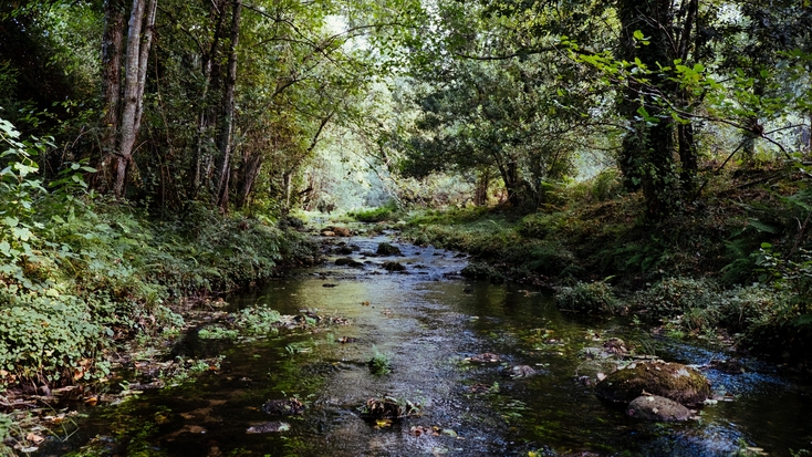 Austin Creek State Park: camping adventures await