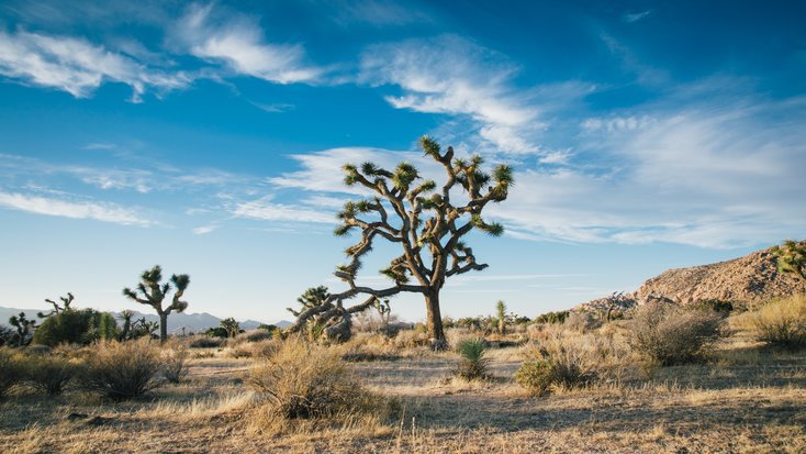 Some of the best kept secrets of Joshua Tree NP