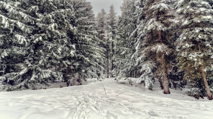 Winter track through snowy trees to homes for rent in Lake Arrowhead CA