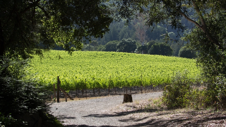 Views over Sonoma County Wine Region