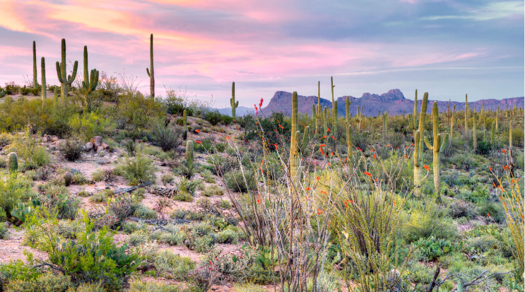 Soronan Desert, Arizona