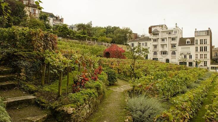 View of Montmarte Vineyard: Paris attractions