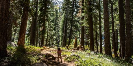 Beautiful vista of California Redwoods vacations 2021