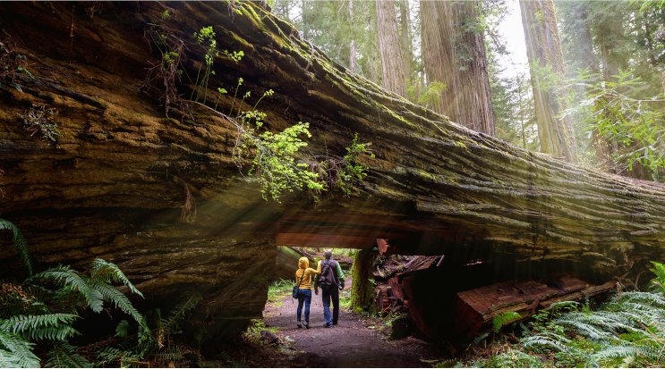 Redwood Forest in Santa Cruz, California