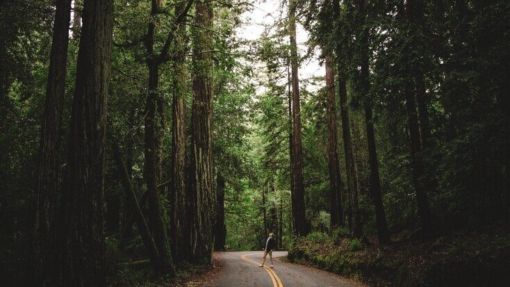 Redwood Forest camping in Sonoma