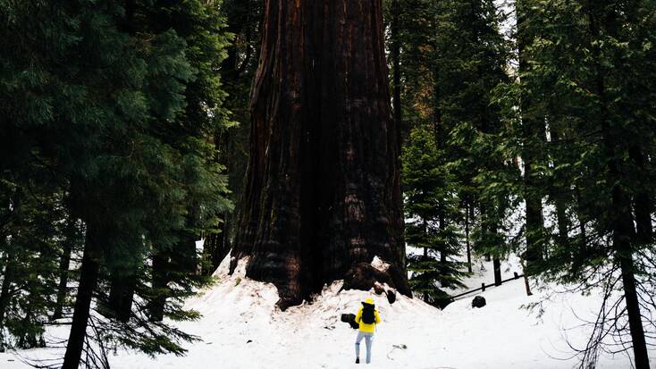 Camping in Sequoia National Park: California vacations 2021