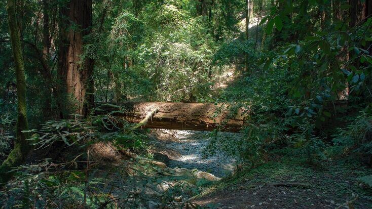 Sonoma County camping near the Sonoma Redwoods