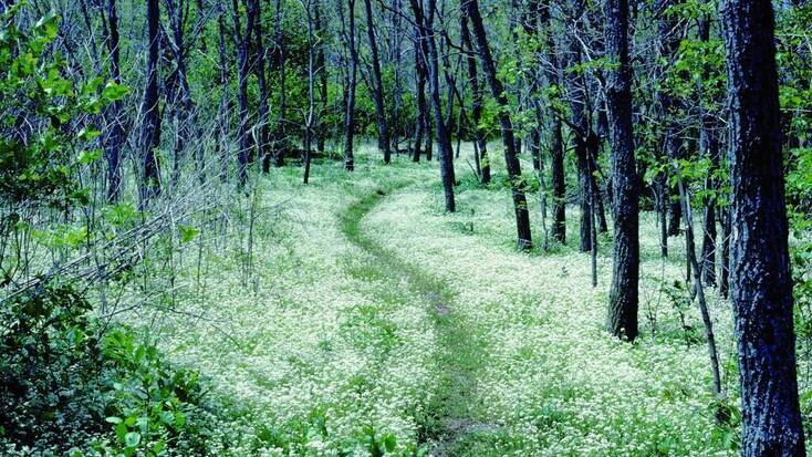 Forest walk through Appalachian Trail