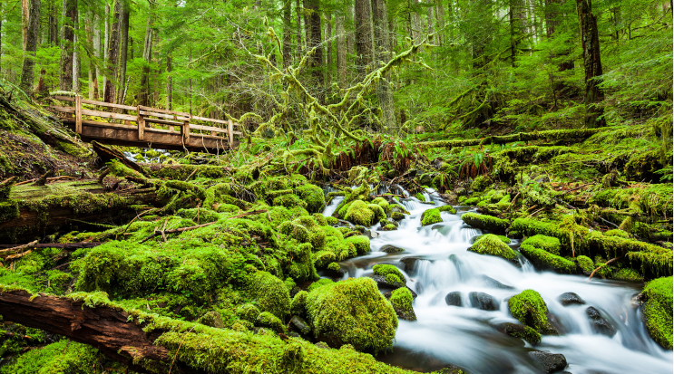 Olympic National Park