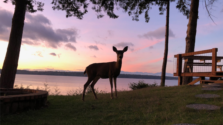 Enjoy the natural wildlife of Olympia, WA