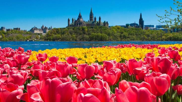 A view of the aforementioned tulips in Ottawa, Canada.