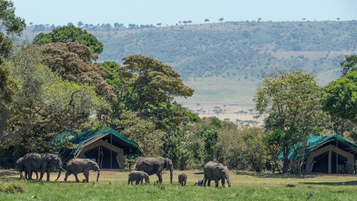 Safari tents on a game drive in Africa