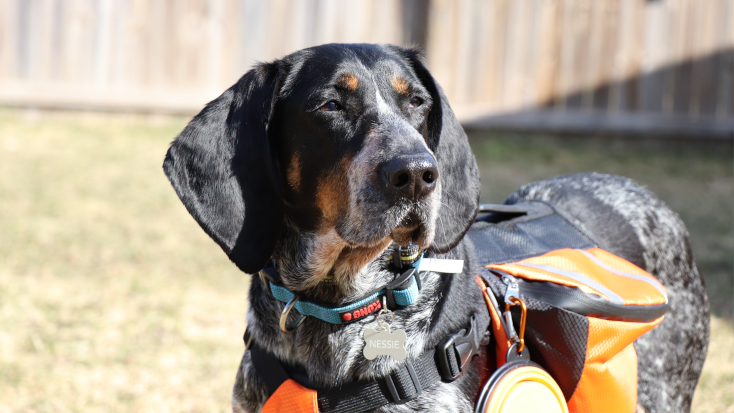 Dog pack with portable waterbowl and essential is a must-have when you go camping with your dogs