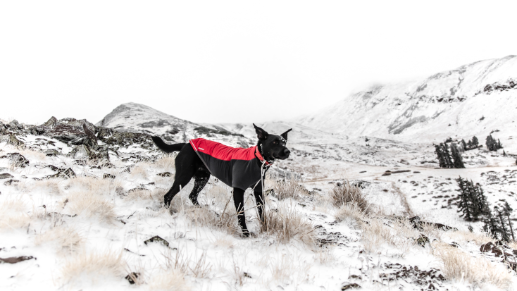 pet wearing his dog coat, one of the main pet essentials for camping 