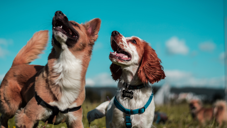 Glamping is more fun when you go camping with your dogs