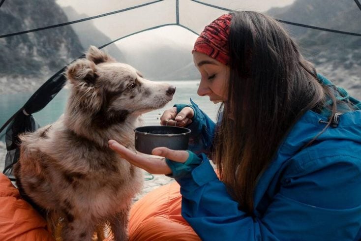 A dog in a tent camping with its owner