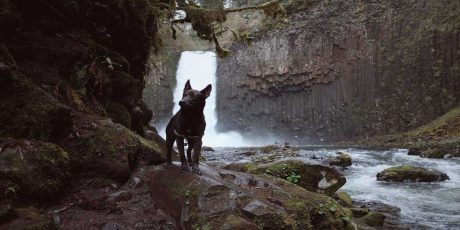 Image of fido on one of dog friendly trails in Banff, Canada 2020