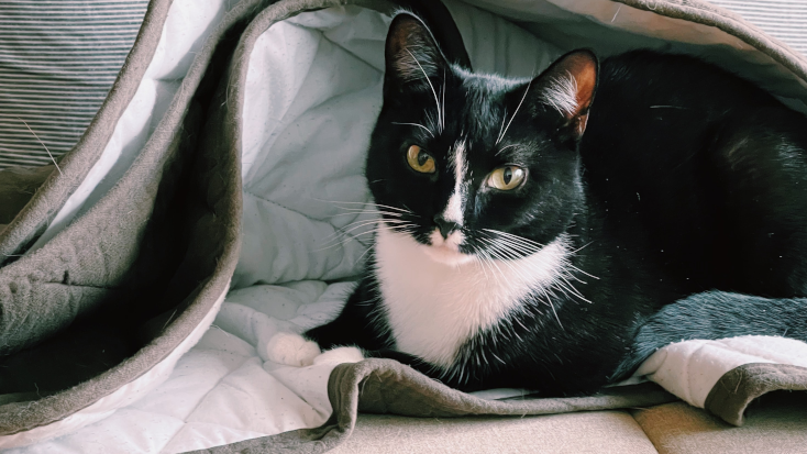 Cat laying on a blanket to help prevent hairs sticking to the sofa. Helpful tip to pet-proofing a vacation rental. 