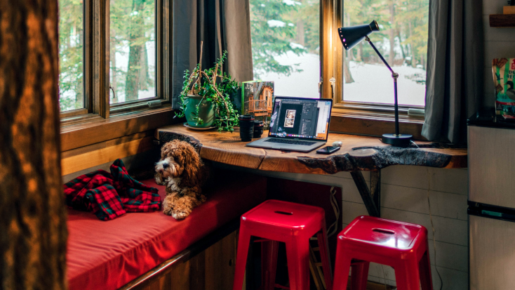 Dog lying on a bench a pet-proofed cabin in the forest