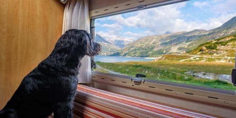 Pet-proofing your vacation rental