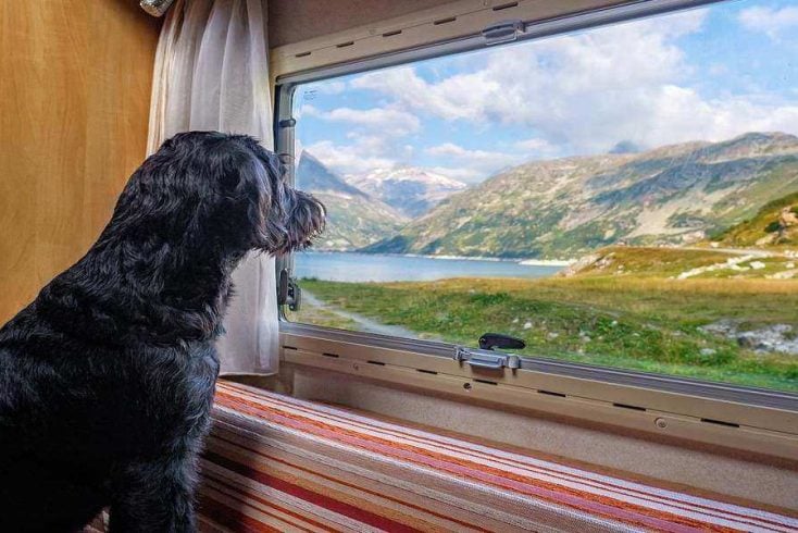 Pet-proofing your vacation rental