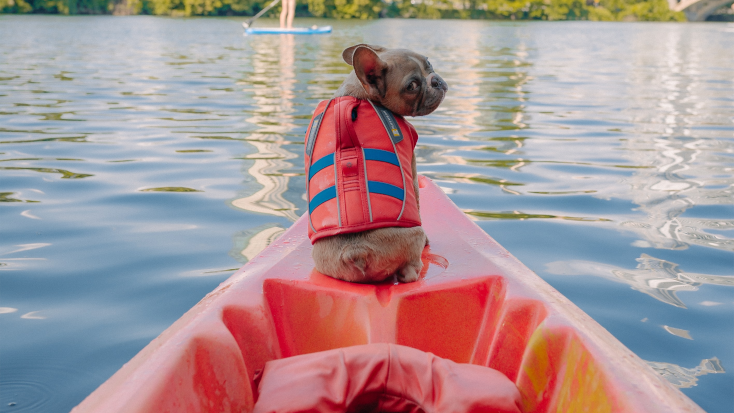 Must have items for a day at the lake with your dog