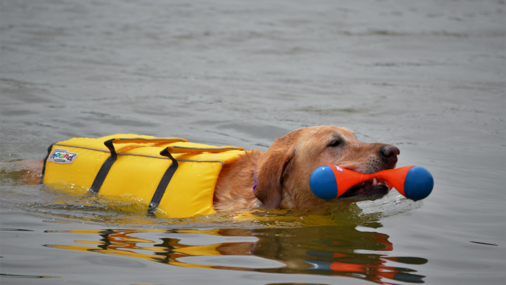 Put dog safety first with a proper life jacket for your dog