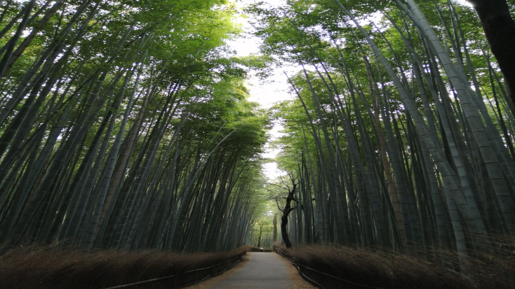 Forest bathing japan