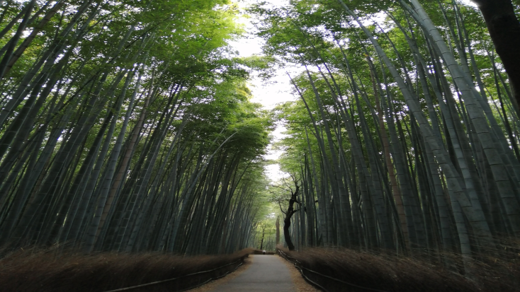 The latest trend in nature therapy: Forest bathing