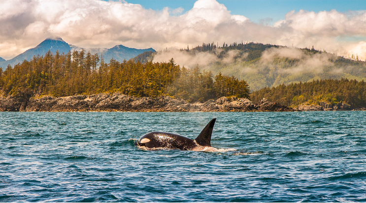 Pacific Northwest vacation: San Juan Islands, Pacific Northwest