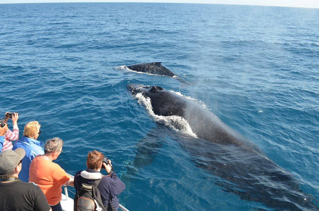 Tourists enjoy close up views of whales on a whale watching tour