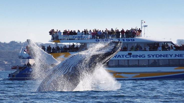 A whale jumping out of the sea near a whale watching tour