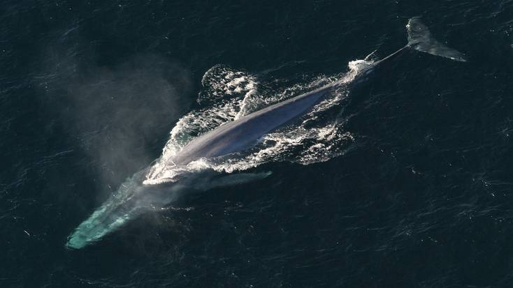 An aerial view of a whale surfacing from the ocean