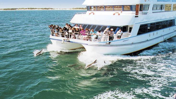 A whale watching tour from Port Stephens with bottlenose dolphins swimming along side the boat.