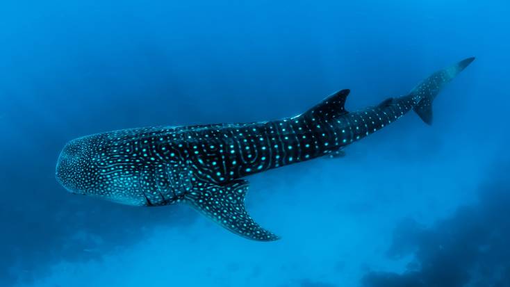 A whale shark swimming underwater