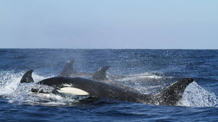 Orcas emergindo no mar