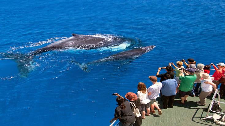 Turistas observando uma baleia e seu filhote no oceano