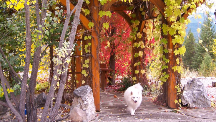 dog looking into the distance during secluded cabin getaways 