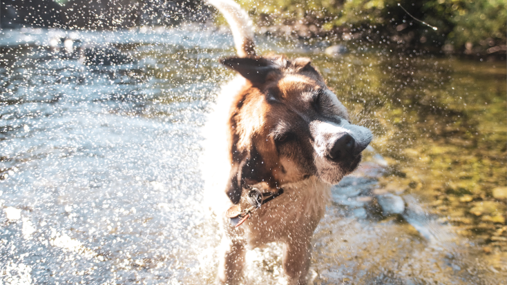 Your dog will love the dog trails near Mistaya Canyon