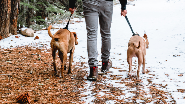 dog behaving with leash on during getaways near the rockies 