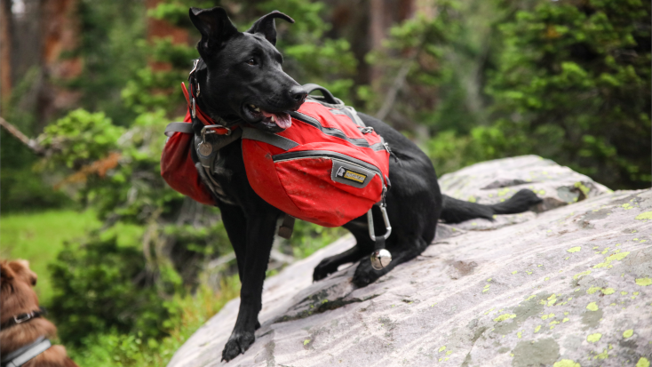 A secure dog backpack to use when you go camping with your dogs