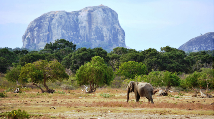 Yala National Park, Sri Lanka