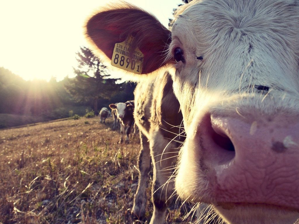 One of the more unsual things to do on New Year's Eve is one of these Belgium traditions; wish your cows a Happy New Year!