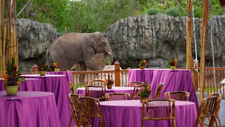 Get married at Denver Zoo in 2020