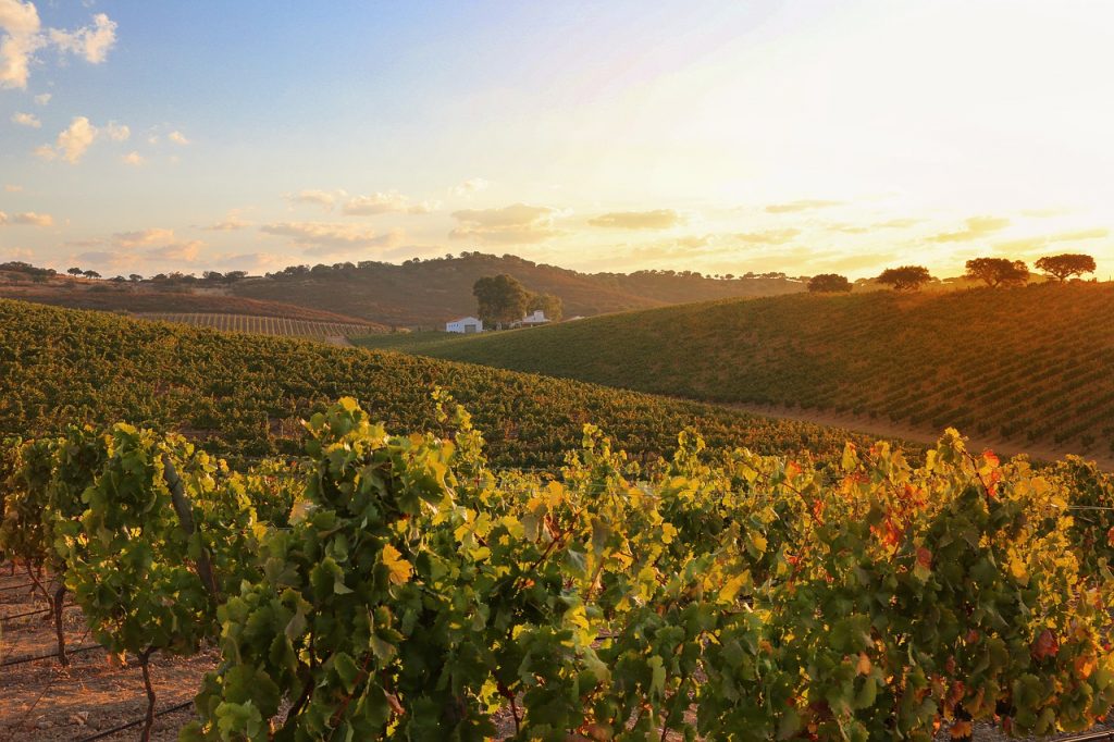 Alentejo has a long history of viticulture 