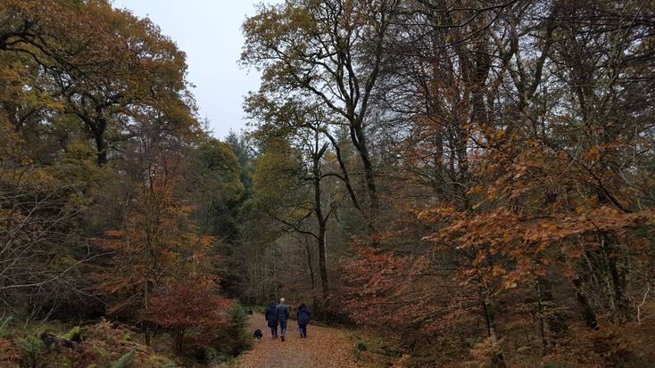 Enjoy autumnal walks through the stunning Ae Forest.